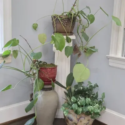 Pots & Plants Lot