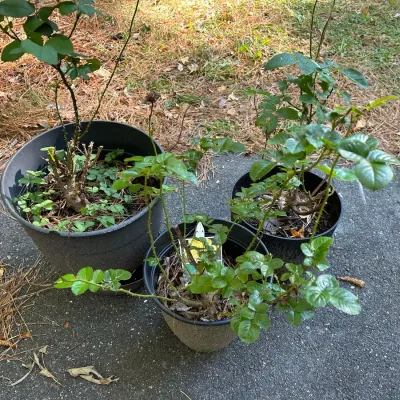 3 Rose Bushes in Planters 
