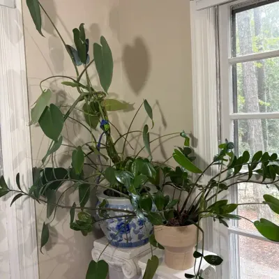 Group of Live House Plants