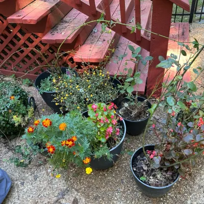 Potted Plants - Roses And More 