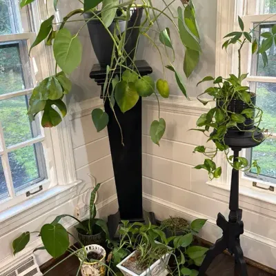 Group of Live Potted Plants & Plant Stands 