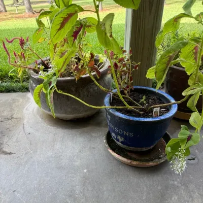 Glazed Ceramic Outdoor Planters w/ Live Flowering Plants