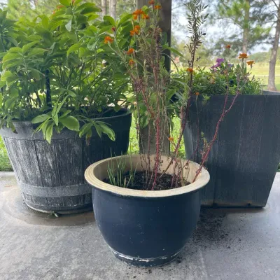 Patio Planters w/ Marigolds & Flowering Plants