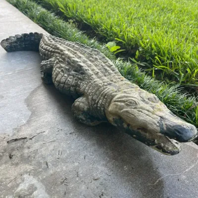 Alligator Garden Statue w/ Curved Tail