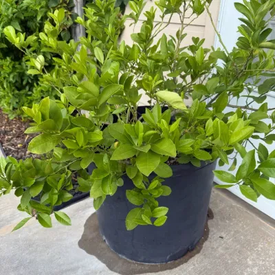 Large Plant In Black Nursery Container
