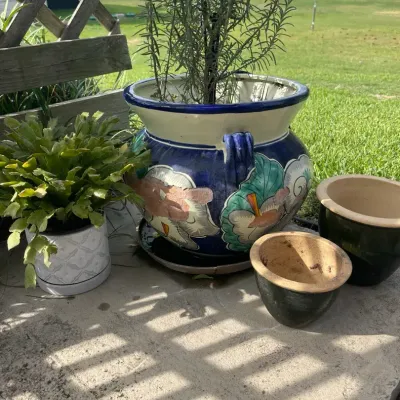 Ceramic Planters w/ Live Plants & Saucers