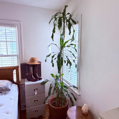 Sale Photo Thumbnail #46: Tall potted corn plant (Dracaena fragrans) in a woven floor planter