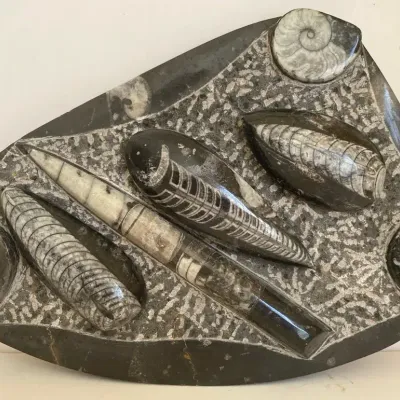 Polished Orthoceras Fossil 