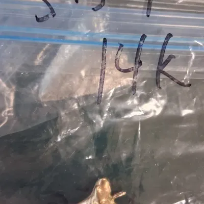 Solid 14k gold shark tooth pendant in a clear plastic bag marked 5.5 grams.