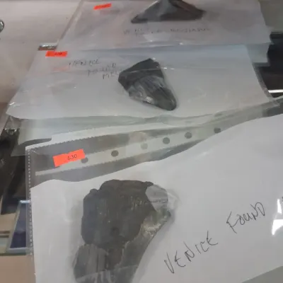 Collection of fossilized Megalodon shark teeth, individually packaged in plastic sleeves with handwritten labels indicating they were...