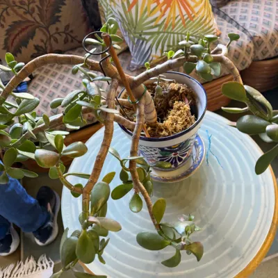 Sale Photo Thumbnail #85: Mature jade plant with thick, sprawling stems planted in a patterned ceramic Talavera-style pot.