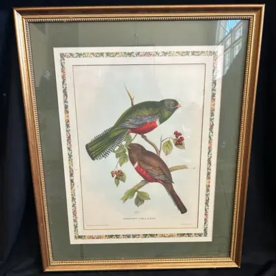 Vintage Framed “Collared Trogon” Print 