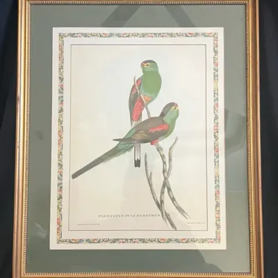 Vintage John Gould Bird Print #1 