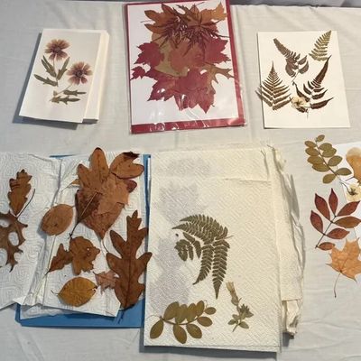 Collection of pressed leaves, ferns, and botanical specimens, including finished botanical cards and loose specimens in paper towels for...