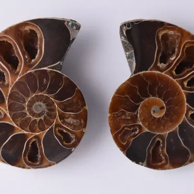 Ancient Ammonite Fossil