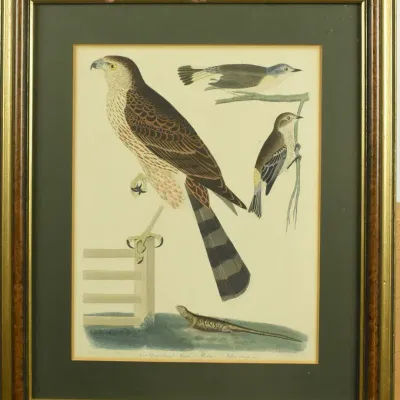 Alexander Wilson, Antique Original Hawk Ornithological Naturalist Framed Print 