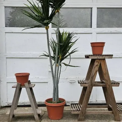Plant Stands and More