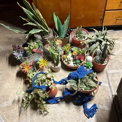 Faux Succulents, Cacti,plants  + Vintage Macrame Hanger
