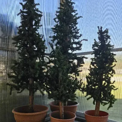 Artificial Primitive Trees (4)