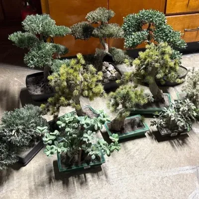 Bonsai Trees and Plants 