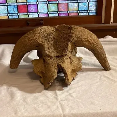 Fossilized Skull Cap with Horn Cores