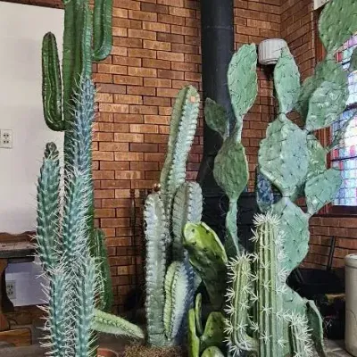 Faux Cacti Plants