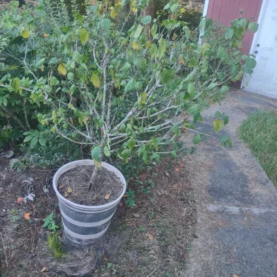 Hibiscus # 1