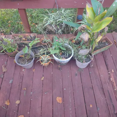 Pots, Plants And Hanging Baskets