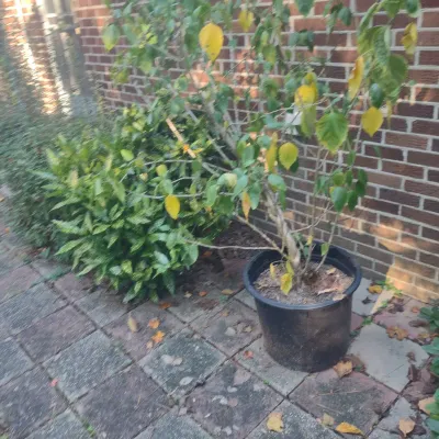 Large Hibiscus #2