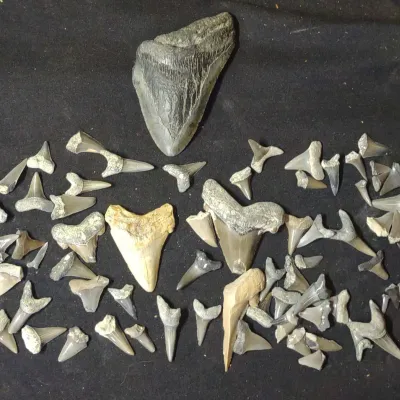 Shark Tooth Blitz 