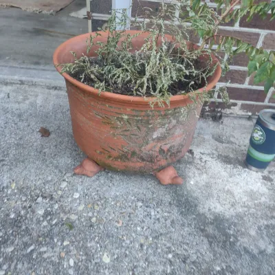 Clay Planter With Greenery
