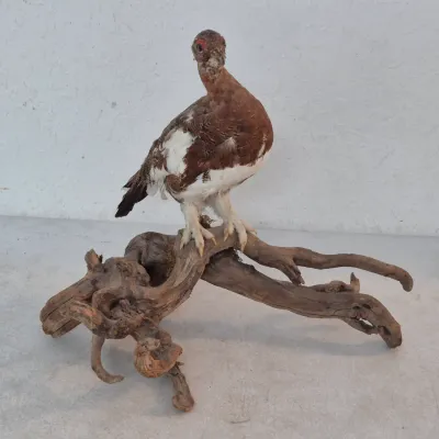 Sale Photo Thumbnail #42: Taxidermy ptarmigan bird, posed atop a piece of natural driftwood.