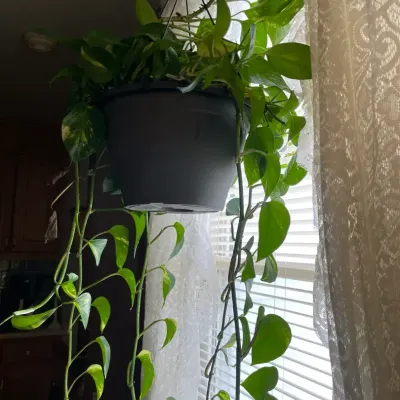 Hanging Live Houseplant