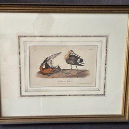 John James Audubon "Hudsonian Godwit" Plate 349 Framed Octavo Lithograph