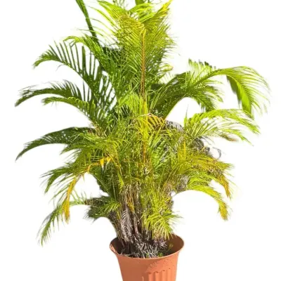 Large Potted Areca Palm 