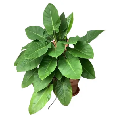 Large Potted Philodendron 