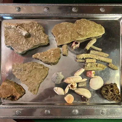 Sale Photo Thumbnail #151: Collection of natural fossils, rock specimens, and sea shells arranged on a rectangular silver-tone metal tray with beaded trim.