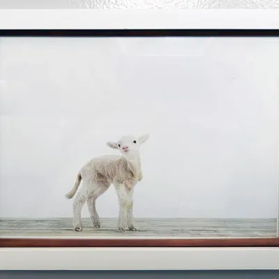 Sale Photo Thumbnail #29: Framed photographic print of a baby lamb, set in a dual-tone white and dark wood frame with glass overlay.