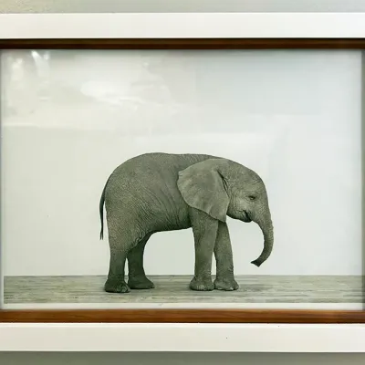 Sale Photo Thumbnail #28: Framed photographic art print featuring a young elephant against a minimal white background, housed in a dual-tone white and natural wood frame.