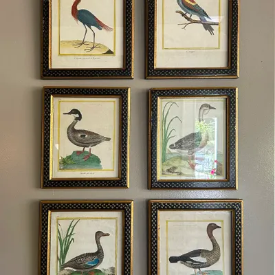 Sale Photo Thumbnail #138: Set of six framed vintage botanical bird prints, depicting various waterfowl and avian species in matching black and gold patterned frames.