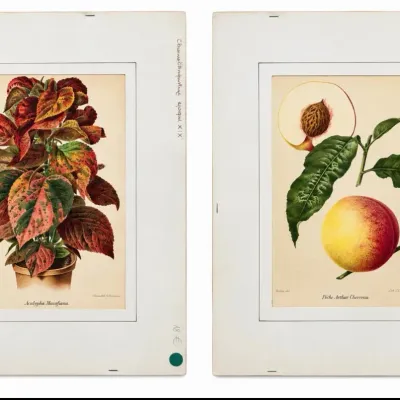Sale Photo Thumbnail #49: Antique 19th Century Botanical Chromolithographs Acalypha & Peach