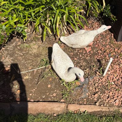 Sale Photo Thumbnail #65: Pair of vintage cast concrete goose garden statues with painted beak and eye details.