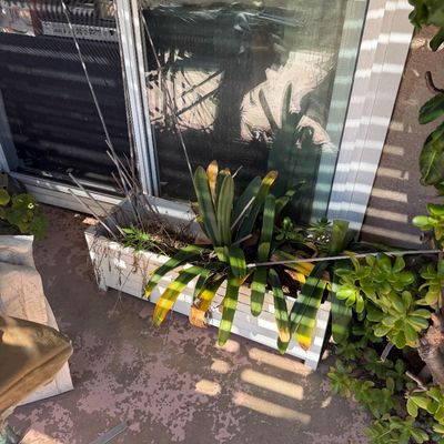 Sale Photo Thumbnail #61: White slatted wooden rectangular planter box filled with assorted outdoor potted plants, situated on a patio next to a sliding glass door.