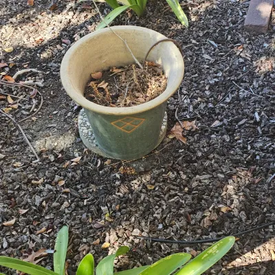 Sale Photo Thumbnail #109: Glazed green ceramic planter pot with a light tan interior and diamond emblem detailing, placed outdoors on wood mulch.