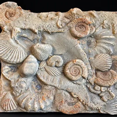 Faroy Inc. Fossil & Ammonite Relief Wall Plaque  Dated 1987