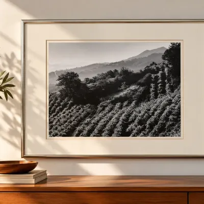 Ansel Adams – “Vineyards, Napa Area” | Vintage Gelatin Silver Photograph, Circa 1950s