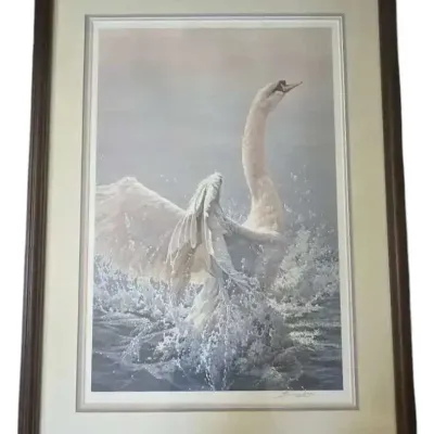 "Bathing Mute Swan" Signed And Numbered Lithograph By John Seery Lester
