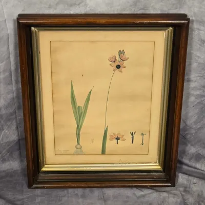 Antique Hand Colored Copper Plate Henry Charles Andrews