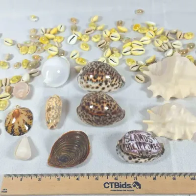 Sale Photo Thumbnail #41: Seashells Collection Money Cowerie, Spider Conch, Tiger Coweries from The Philippines 