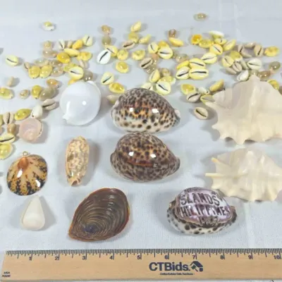 Sale Photo Thumbnail #4:  04 Seashells Collection Money Cowerie, Spider Conch, Tiger Coweries from the Philippines